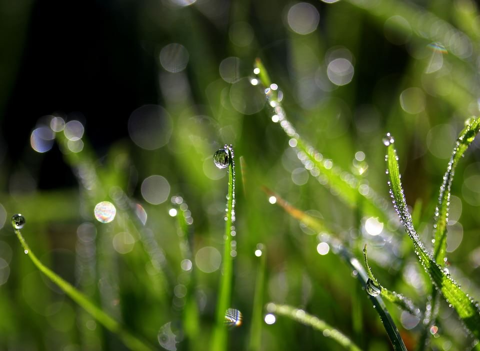 grass-3078005_960_720